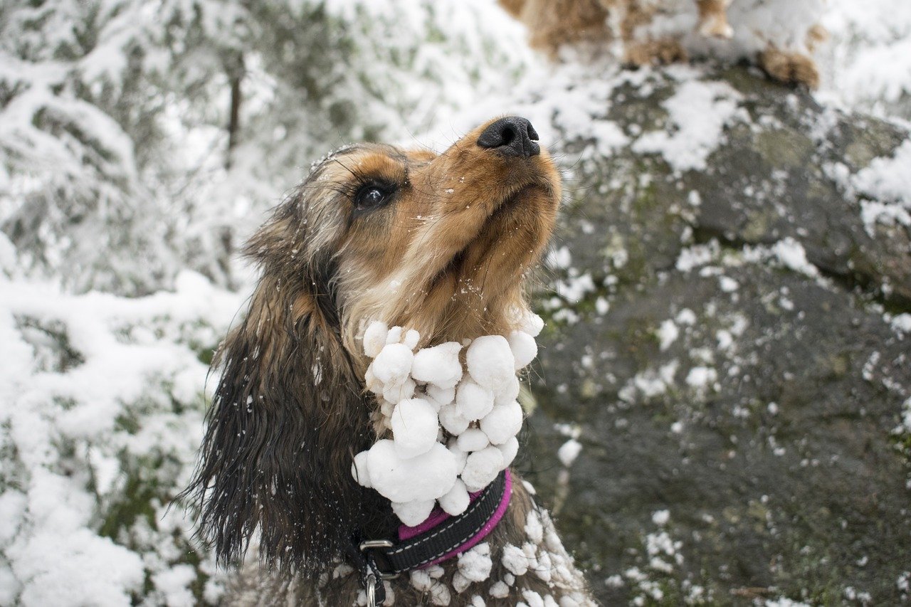 can a dogs paws freeze