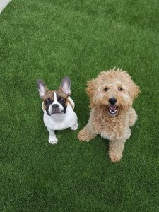 Dogs in the play yard