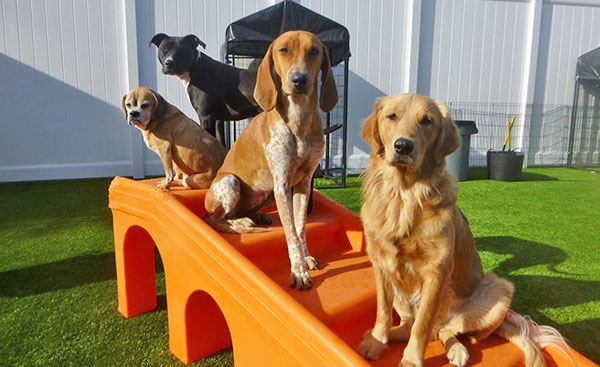 Dogs on playground equipment