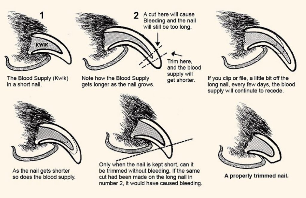 Illustration of the anatomy of a dog nail
