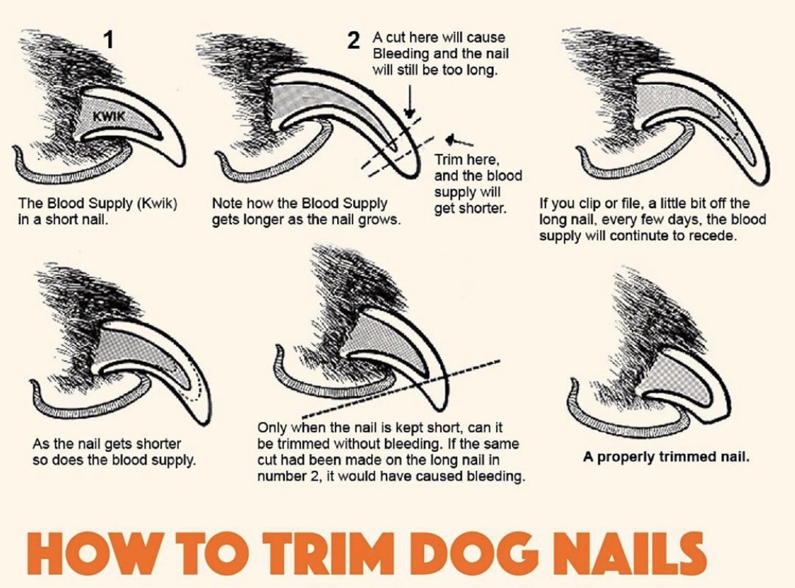 how often should a dogs nails be trimmed