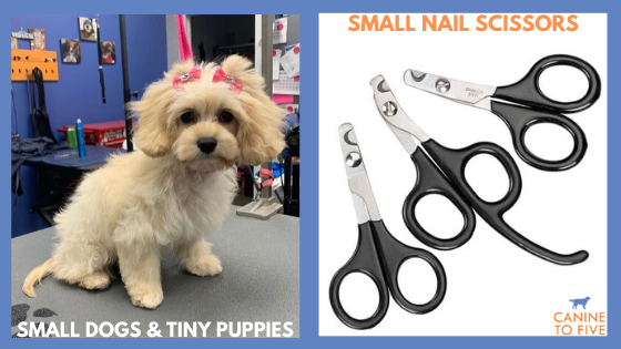 Small dogs and tiny puppies - small nail scissors