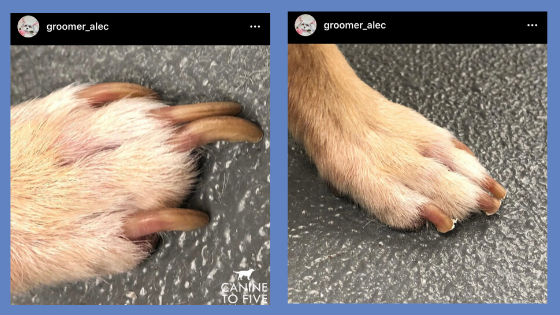 dog nail trimming