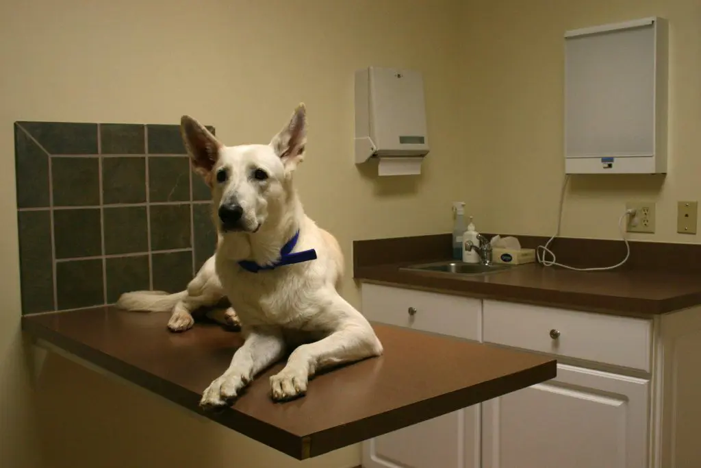 2008 12 01 White GSD at the vet