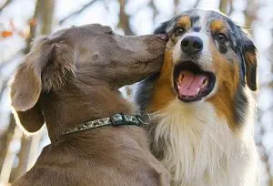 Dogs Kissing