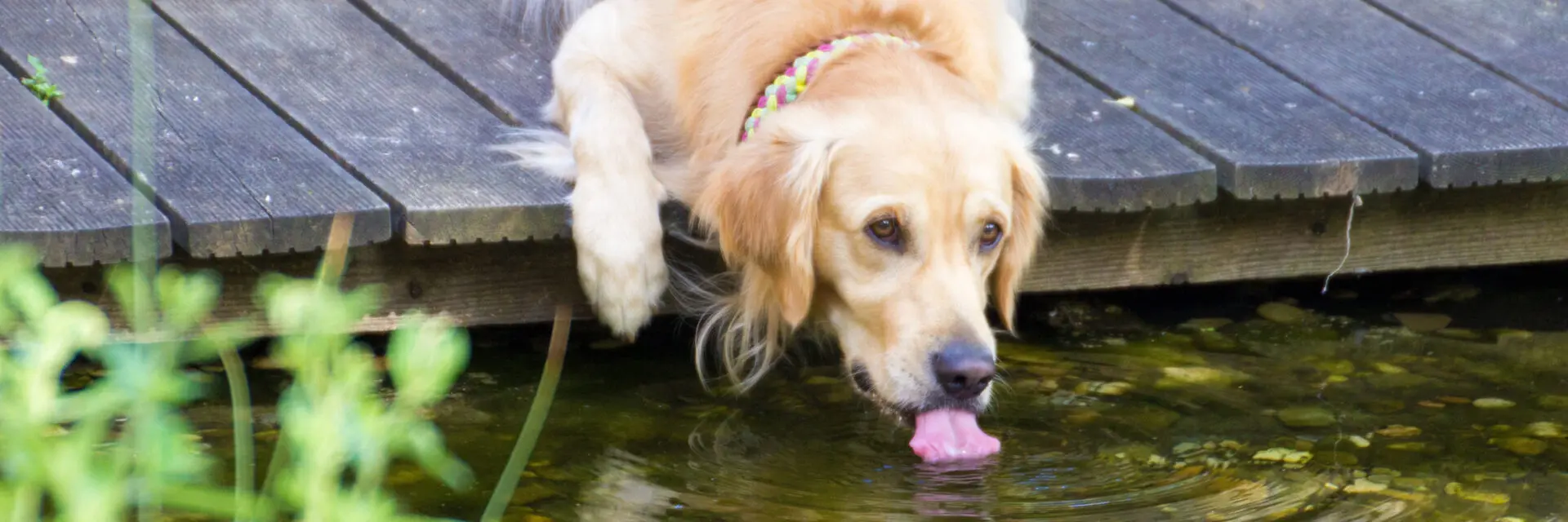 Giardia Parasite in Pets scaled