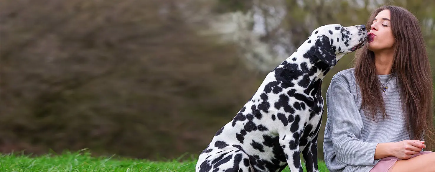 Why Do Dogs Want To Kiss You On The Mouth