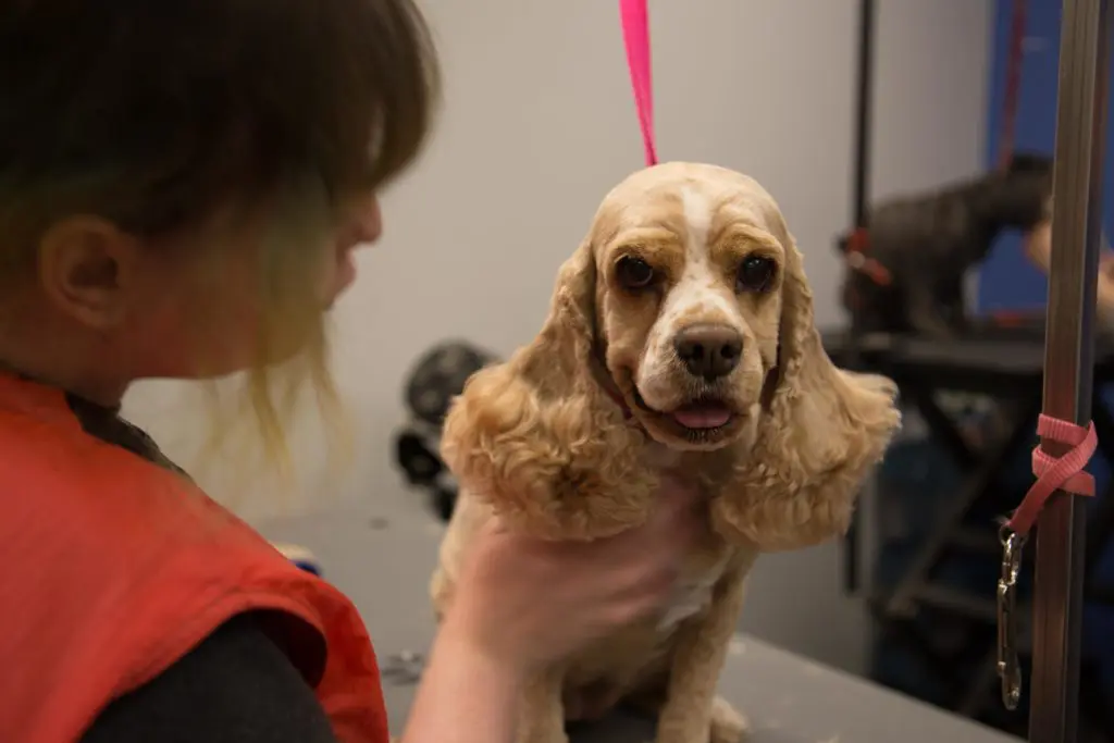CTFyard grooming 3 of 48