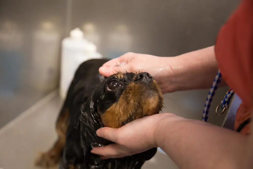 dog being washed