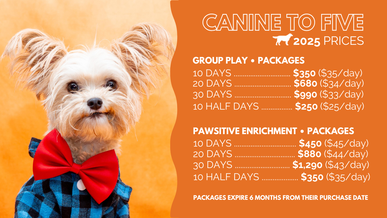 dog daycare cost