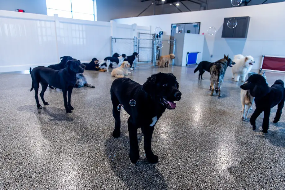 Canine2Five 8686