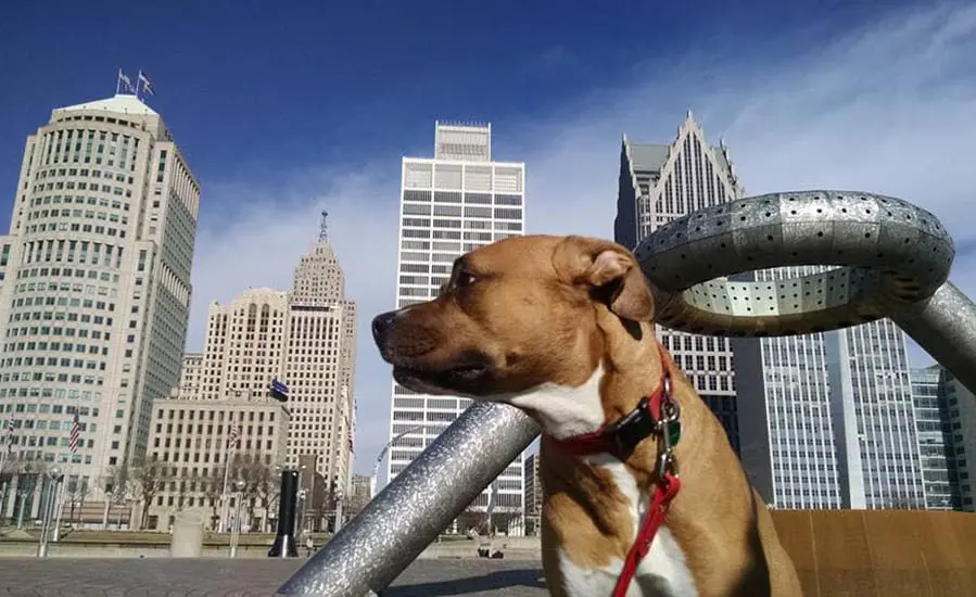 dog being walked in midtown detroit