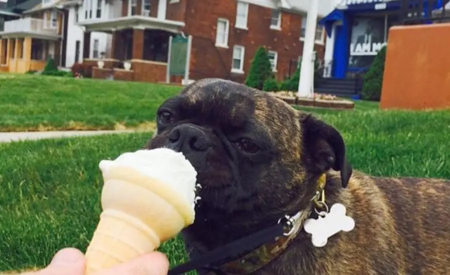 dog parks in detroit