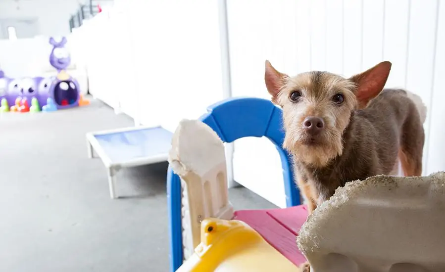 dog daycare