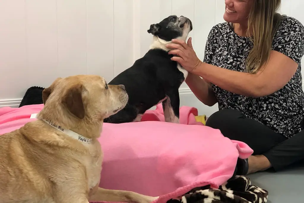 Staff member playing with dogs