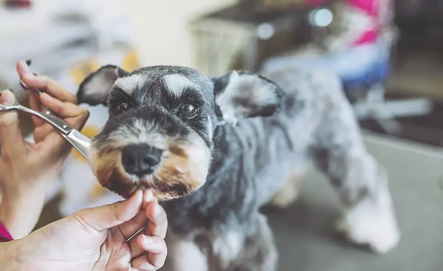 dog having its whiskers being trimmed by a groomer