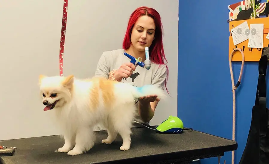 dog grooming