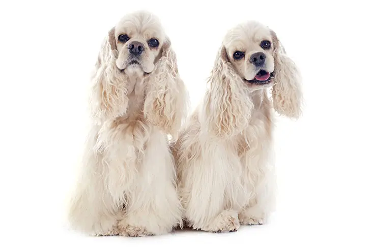 Cocker Spaniel on White 13
