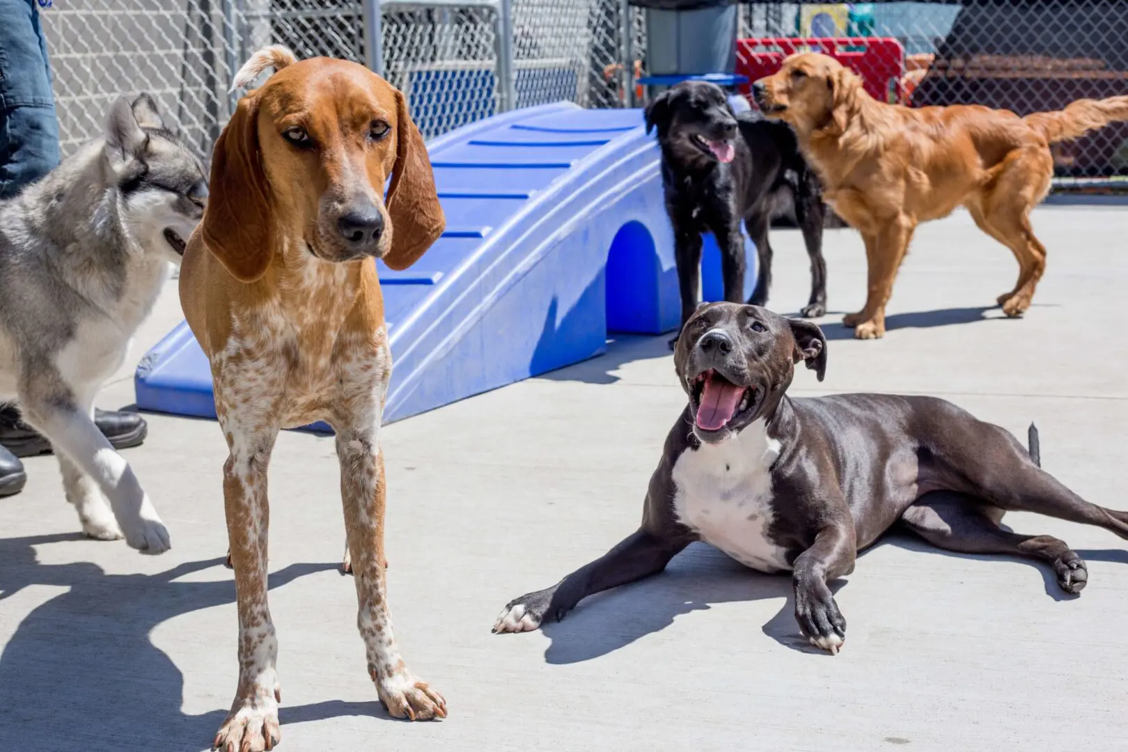 about canine to five