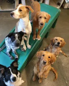instagramphotodownload.com Detroit Dog Daycare Boarding 6