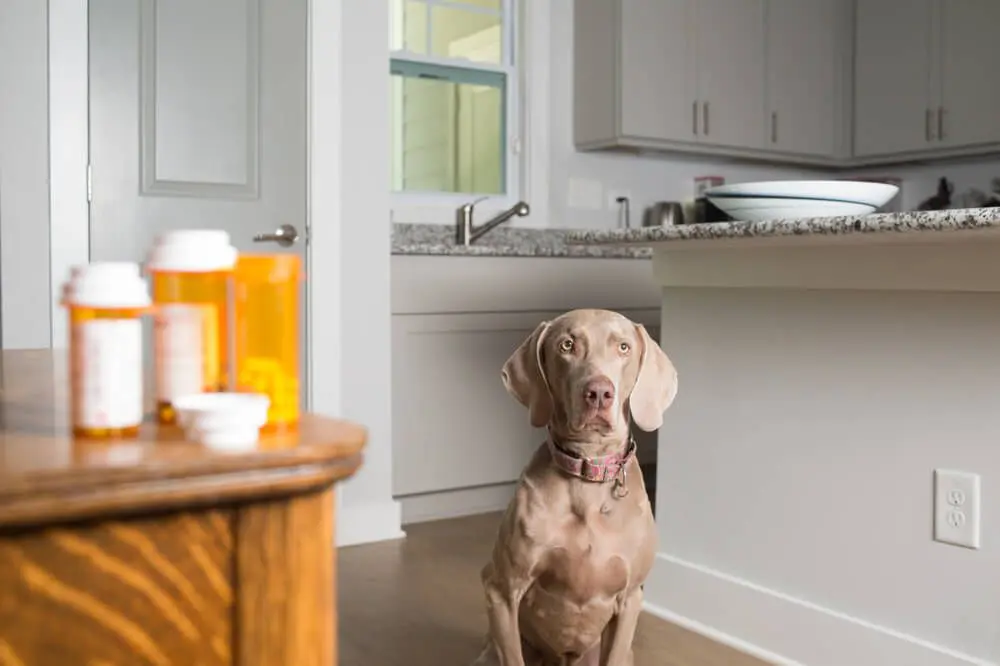 dog waiting to take his prescription medication 1