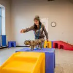 open play dog daycare