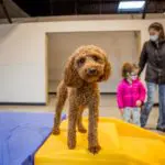 Commerce Township Canine to Five Open House 2021