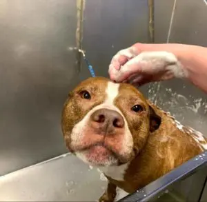 A brown and white dog gets bathed in a tub.