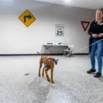 dog being walked by staff at canine to five in commerce township