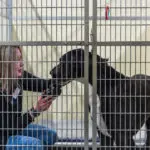 dog inside boarding area at canine to five in commerce township