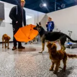 dogs inside the canine to five commerce township facility