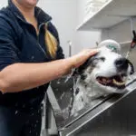 dog being groomed at the canine to five commerce township facility