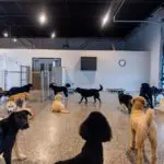 interior of canine to five facility at commerce township
