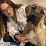 Puppy preschool
