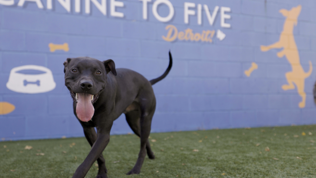 Canine To Five 13