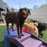 dogs playing at daycare at canine to five in commerce township