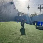 dog running in the outside area at canine to five in commerce township