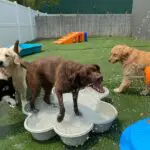 dogs playing in a small grey pool outside of canine to five in commerce township