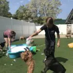 dogs playing with staff and a bubble bath at canine to five in commerce township