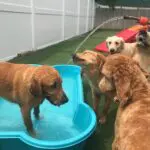 dogs playing in a small pool outside of canine to five in commerce township