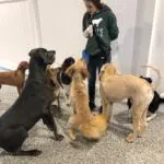 dogs being told to sit by staff at canine to five in commerce township