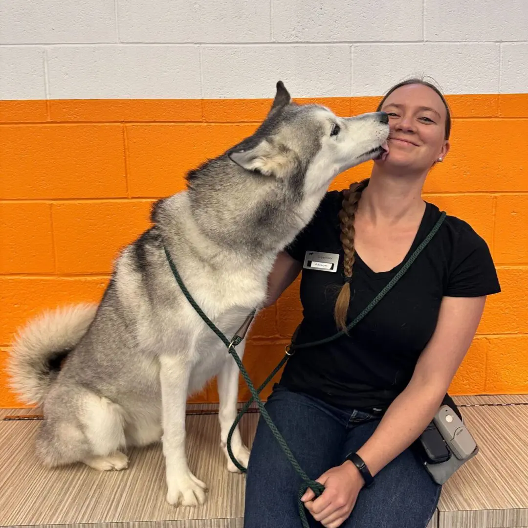 dog daycare detroit