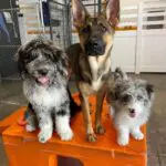doggy daycare detroit