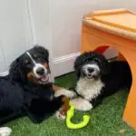 doggy daycare detroit