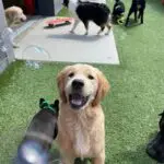 doggy daycare detroit