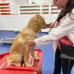 doggy daycare detroit