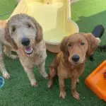 doggy daycare detroit