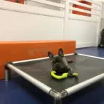 doggy daycare detroit