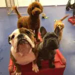 doggy daycare detroit