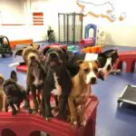 doggy daycare detroit